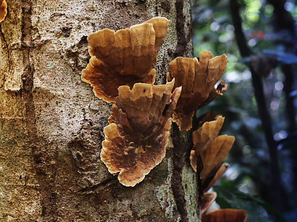 istock The image shows a mushroom, known as Stereum hirsutum or False Turkey-Tail, growing on tree bark in a forest. 2253135741