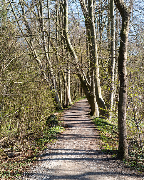 istock Pathway through a peaceful forest surrounded by green trees and spring blooms on a sunny day 2253135955