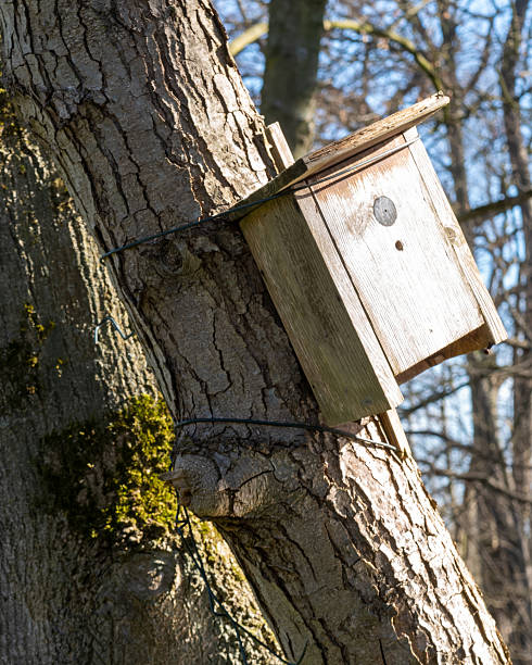 istock Wooden birdhouse mounted on a tree trunk in a forest during early spring sunlight 2253135981