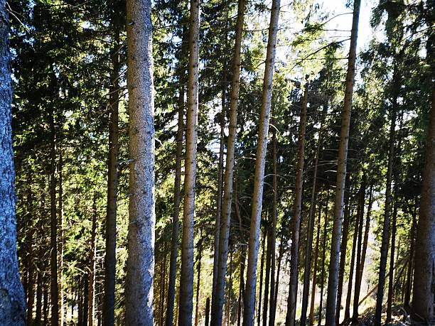 Pines