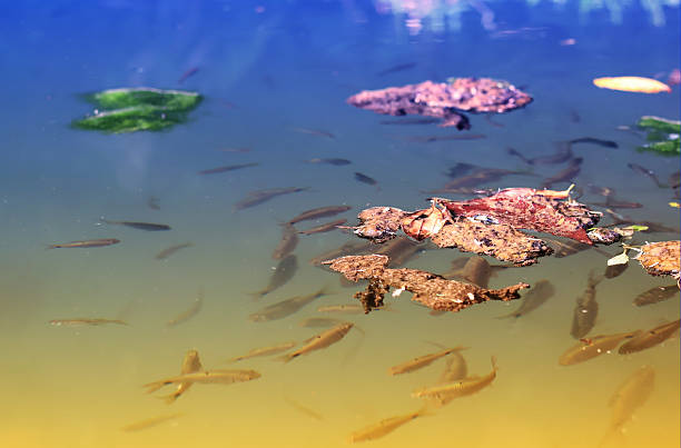 istock Small fish swim in clear water with dry leaves floating on the surface. 2253136513