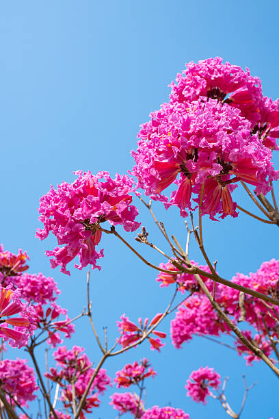 beautiful blooming Tabebuia Rosea or Tabebuia Chrysantha Nichols under blue sky vertical composition