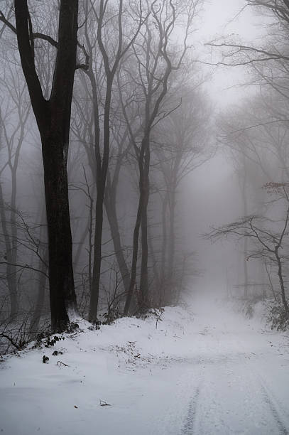 istock Forest path in winter fog with bare trees 2253136693