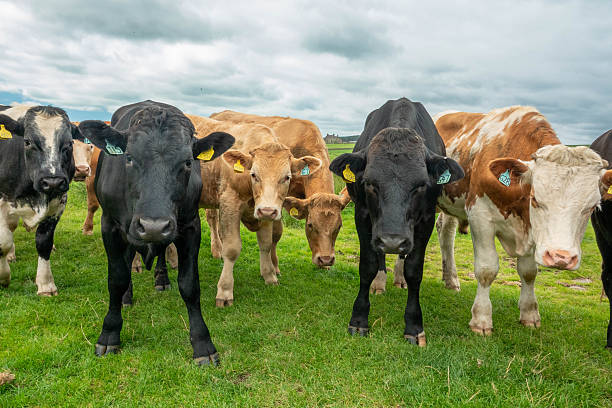 A group of cows, black and brown