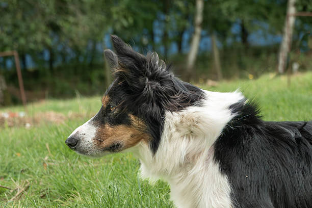smiling collie portrait on stones wall background