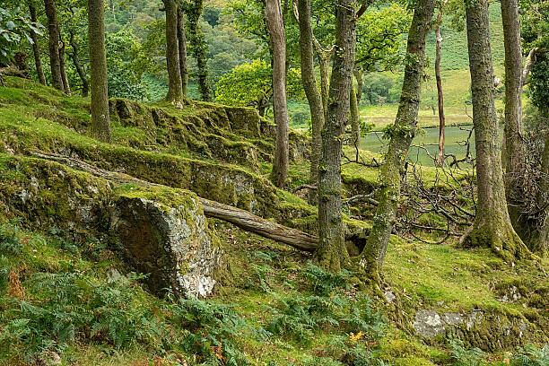 A magnificent view of a tree and a big rock on top of a grass-covered hill in the forest