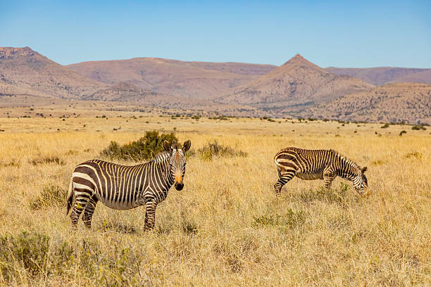 istock Mountain Zebra grazing in grassland in Game Reserve 2253140980