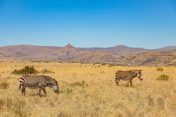 istock Mountain Zebra grazing in grassland in Game Reserve 2253140987