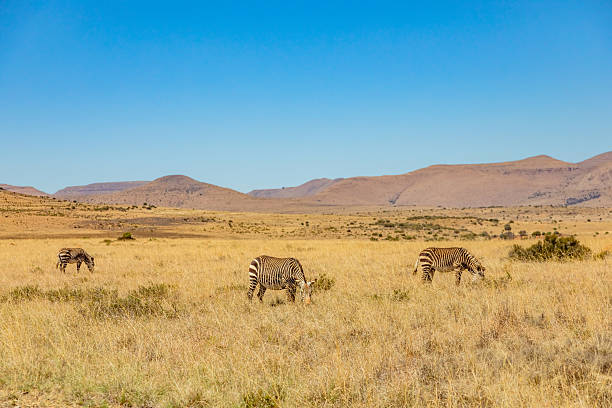 Mountain Zebra grazing in grassland in Game Reserve, South Africa