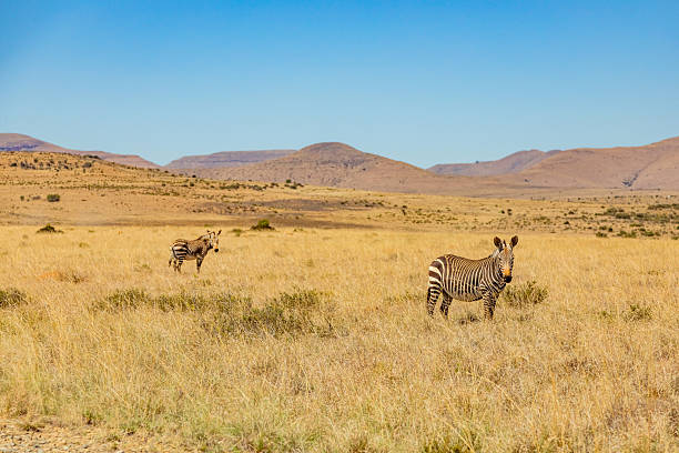 istock Mountain Zebra grazing in grassland in Game Reserve 2253141003