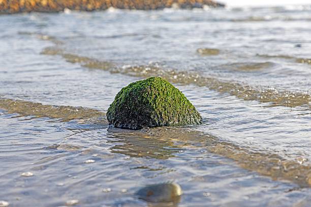 A single stone covered with green algae in shallow Baltic Sea water symbolizing nature and coastal ecology.
