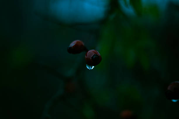 Close-up of red berries on a branch covered in morning dew or rain. Dark, moody atmosphere with a blurry fence in the background. Concept of seasonal change and solitude.