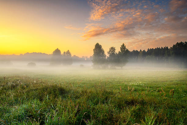 istock Misty summer morning over the forest glade 2253145428