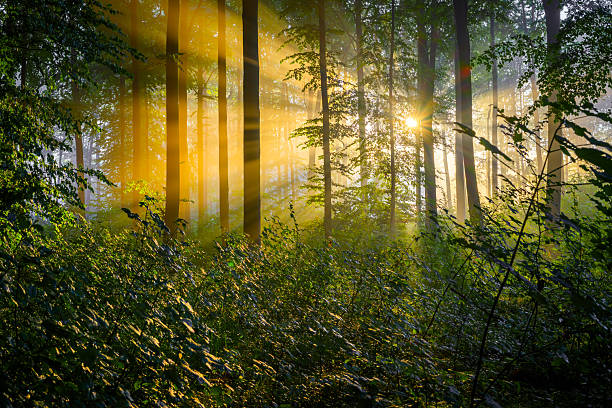 Beautiful sunrise at misty morning mountains .