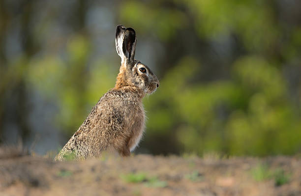 istock European hare ( Lepus europaeus ) close up 2253145820