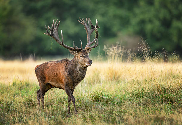 istock Deer male buck ( Cervus elaphus ) during rut 2253145822