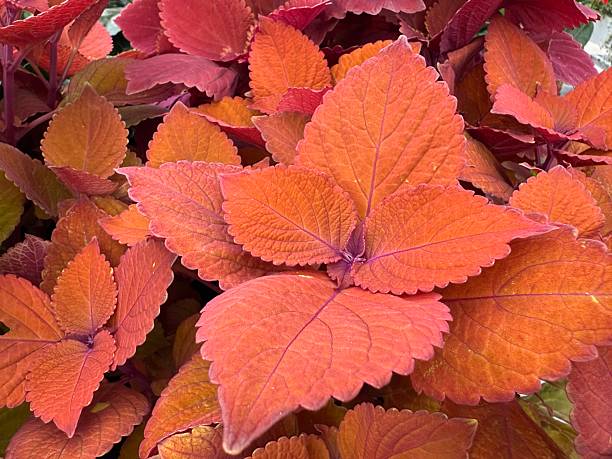istock Vibrant Red Orange Coleus Leaves Closeup With Textured Foliage Background 2253145980