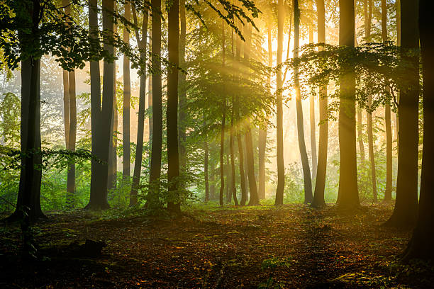 Sunny morning in green beech forest