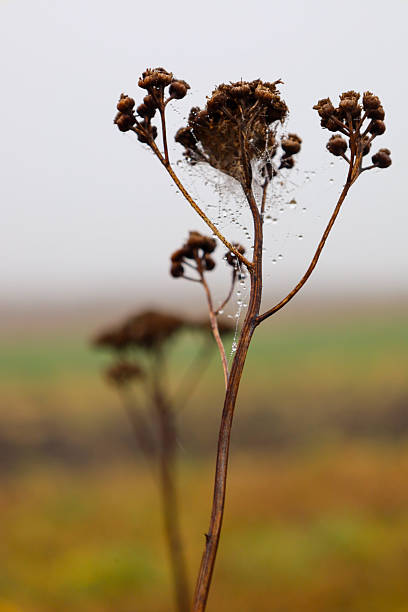 A thin dry inflorescence of a wild plant, covered with tiny morning dew drops and delicate cobwebs, stands out against a blurred autumn field.