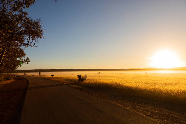 istock Early morning sunrise on farm with grass and dew 2253146589