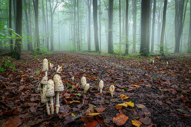 Foggy morning in green beech forest