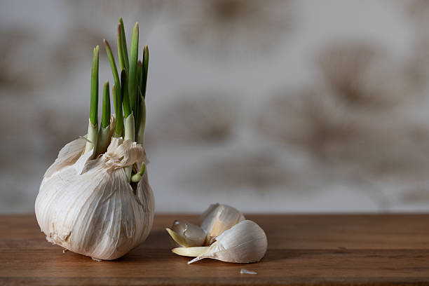 Sprouting garlic bulb with fresh green shoots and loose garlic cloves arranged on a wooden surface.