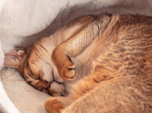 istock Close up of abyssinian cat falling in deep sleep 2253148435