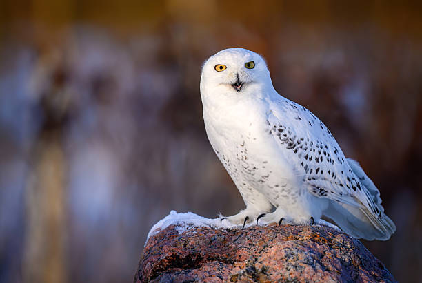 istock Snowy owl ( bubo scandiacus ) close up 2253150245