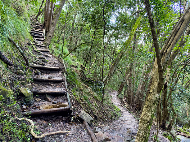 istock Mysterious hiking trail path through dense mountain forest in Cape Town 2253150302
