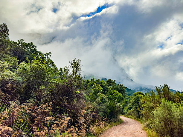 Mysterious hiking trail path through dense mountain forest in Cape Town, South Africa