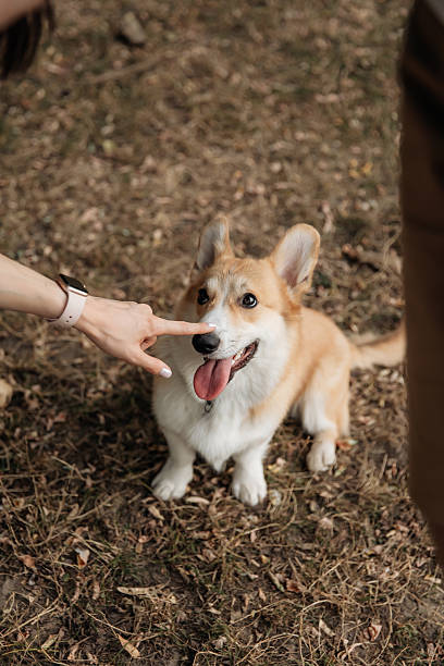 istock A playful and joyful Corgi enjoying delightful human interaction amid the tranquility of nature 2253150525
