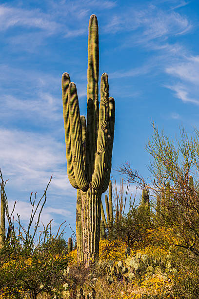 istock A Tall Saguaro Cactus on a Hillside 2253151387