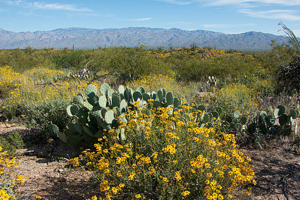 istock A Colorful Desert Landscape in Springtime 2253151399