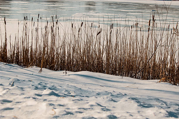 a winter scene with cattails, snow, and a partially frozen pond. beauty in nature landscape.