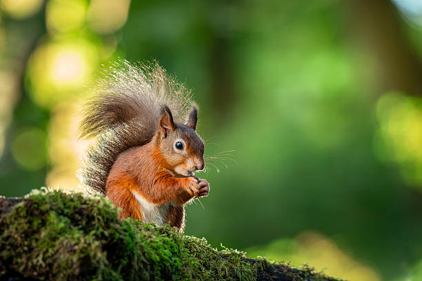 istock Red Squirrel in the woodland 2253152238
