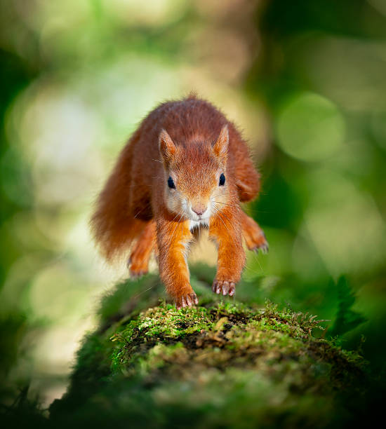istock Red Squirrel in the woodland 2253152247