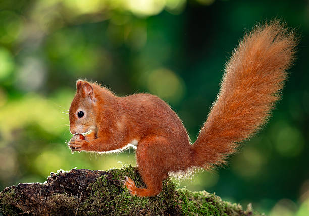istock Red Squirrel in the woodland 2253152296