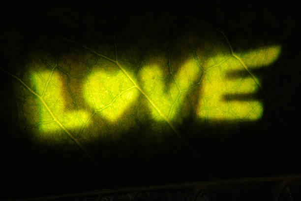 Creative concept image of the word LOVE projected in bright yellow onto leaf veins against a dark background. The glowing typography blends with organic texture to suggest eco-love, connection, and warmth. Perfect for Valentine’s Day campaigns, wedding invitations, relationship themes, greeting cards, social media graphics, posters, and advertising where strong copy space is needed. Ideal for romantic branding, blog posts, and campaign headers.