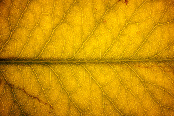 Warm macro photograph of a golden brown autumn leaf, highlighting the vein structure and organic cellular pattern. Rich amber and yellow tones, subtle shadows, and a tactile surface create an inviting seasonal texture. Use as a fall background for harvest campaigns, thanksgiving themes, climate and change concepts, rustic branding, design templates, posters, or textured overlays. Useful for packaging, invitations, and seasonal web headers.