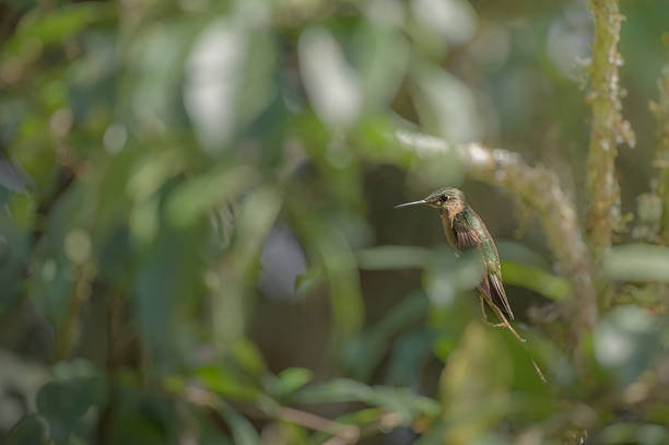 Fawn-breasted brilliant (Heliodoxa rubinoides) hummingbird