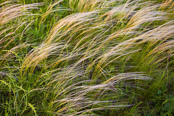 istock Field with wild grasses at sunset. Selective focus. 2253154942