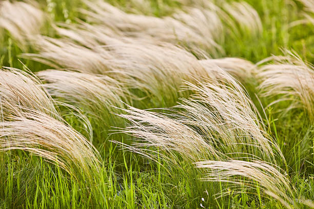 istock Feather Grass or Needle Grass, Nassella tenuissima, forms already at the slightest breath of wind 2253154955