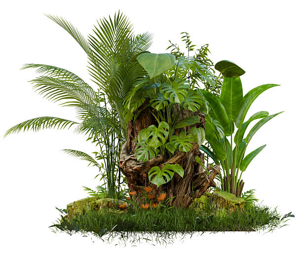 istock small garden plant group isolated 2253155025
