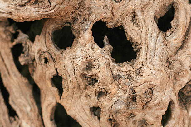 Gnarly wood texture from an olive tree