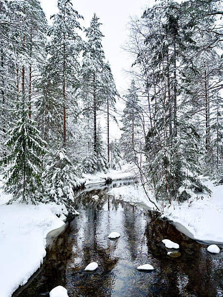 istock Black brown stream river flowing in snowy winter Scandinavian forest 2253156383