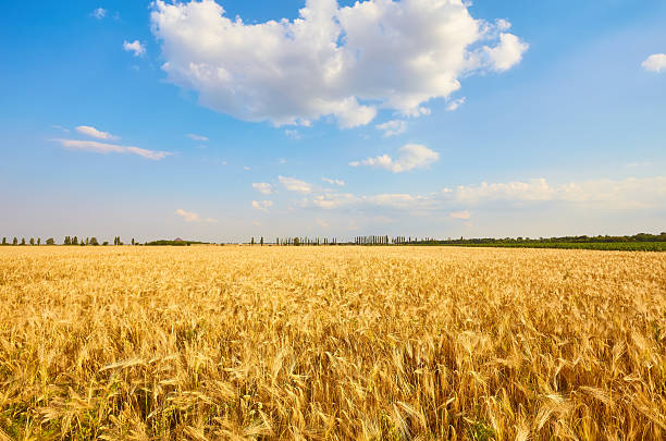 istock Golden wheat field with blue sky 2253157986