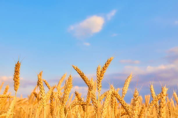Image of wheat field with blue sky, summer day.