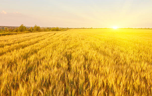 istock Yellow wheat field and dark blue sky 2253158147