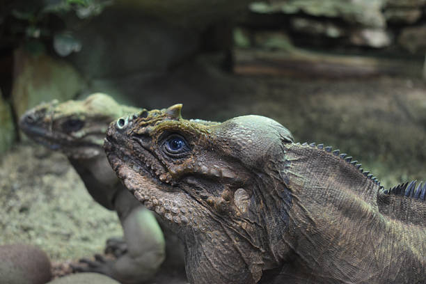 istock Rhinoceros iguanas (Cyclura cornut) 2253158551