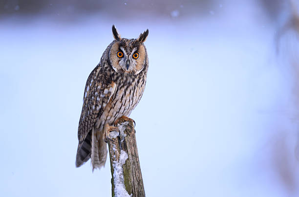 istock Long eared owl ( Asio otus ) close up 2253158627